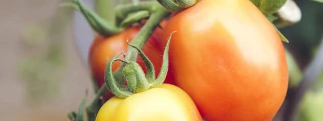 Alimentos de temporada: el calendario del otoño Tomates madurando en la mata
