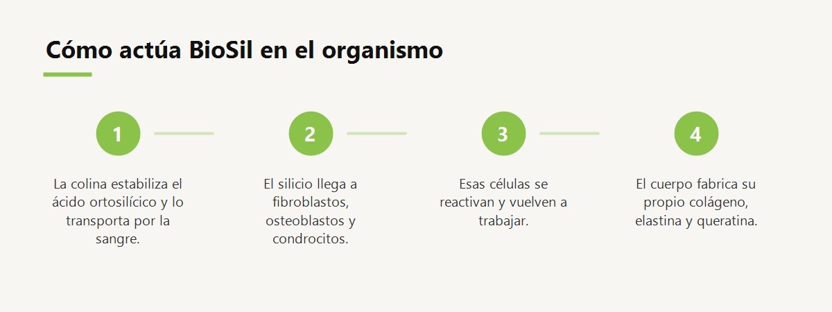 BioSil: qué es, cómo funciona y qué dicen los estudios del generador de colágeno Esquema en cuatro pasos de cómo actúa BioSil en el organismo